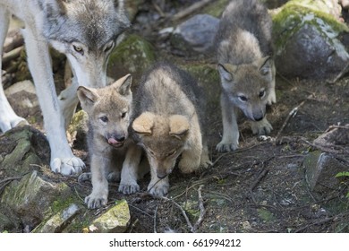 Timber wolf pups