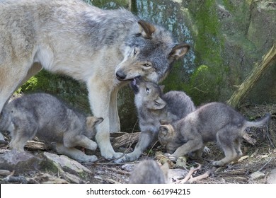 Timber Wolf Pups