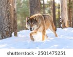 Timber wolf in snowy sunny winter forest. European wolf Canis Lupus in natural habitat. Wild life