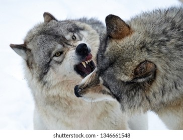 3,275 Wolves fighting Images, Stock Photos & Vectors | Shutterstock