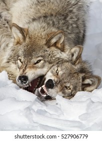  Timber Wolves Fighting