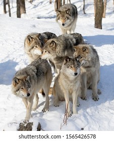 Timber Wolves Or Grey Wolves Canis Lupus, Timber Wolf Pack Standing In The Snow In Canada