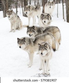 Timber Wolves Or Grey Wolves Canis Lupus Timber Wolf Pack Standing Against A White Snowy Background In Canada