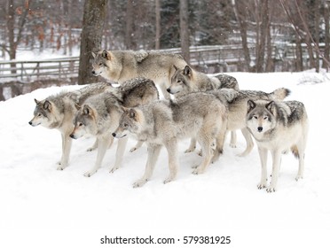 Timber Wolves Or Grey Wolves Canis Lupus Timber Wolf Pack Standing In The Snow In Canada Waiting To Be Fed In Winter