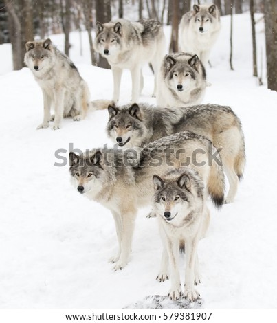 Timber wolves or grey wolves Canis lupus timber wolf pack standing against a white snowy background in Canada