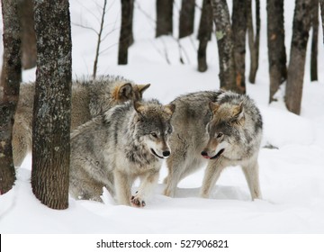  Timber Wolves Pack In Winter