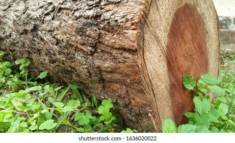 Timber wood Log-Indian timber wood Log for home made 