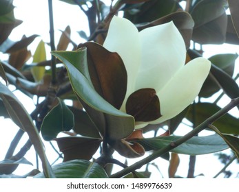it's time to bloom gorgeous Magnolia flowers on huge trees with beautiful thick leaves