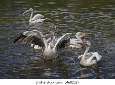 Time Feeding Pelicans Odense Zoo Denmark Stock Photo Edit Now