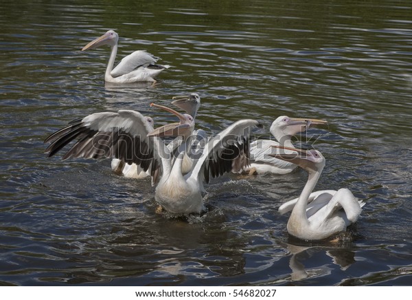 Time Feeding Pelicans Odense Zoo Denmark Stock Photo Edit Now