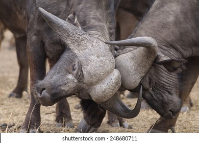 Time To Fight - African Buffalo (Syncerus Caffer)