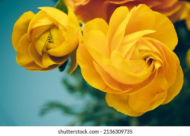 Time Lapse Of Opening Yellow Ranunculus Big Flower. Natural Floral Background