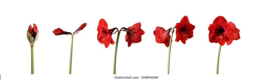 Time Lapse Series Of Red Amaryllis Flowers Blooming - From Single Bud To Fully Blossomed Large Flower - Isolated On White Background