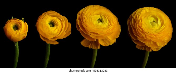 Time Lapse Series Of A Yellow Ranunculus Flower Blooming.