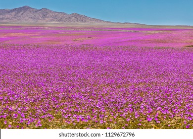 From time to time rain comes to Atacama Desert, when that happens thousands of flowers grow along the desert from seeds that are from hundreds of years ago, amazing the "Desierto Florido" phenomenom
