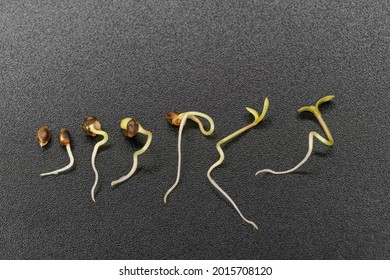 Timelapse Of Hemp Seed Germination On A Black Background