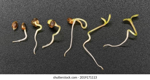 Timelapse Of Hemp Seed Germination On A Black Background