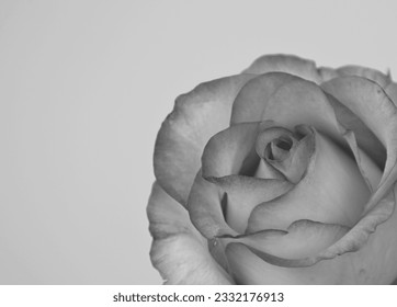 Timeless Beauty: Artistic Black and White Rose Portrait Evoking the Charms of a Sketch