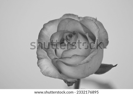 Timeless Beauty: Artistic Black and White Rose Portrait Evoking the Charms of a Sketch