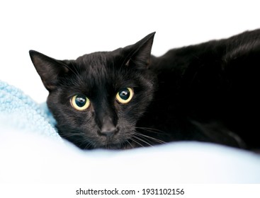 493 Dilated Pupil Cat Images, Stock Photos & Vectors 