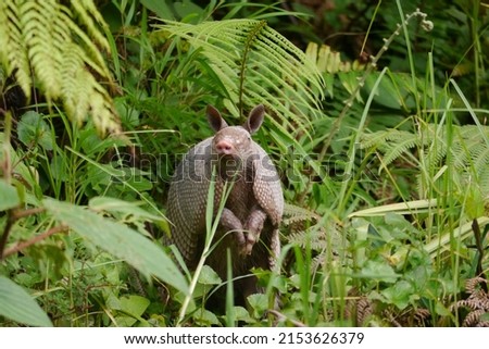 Similar – Image, Stock Photo snail family Nature Meadow