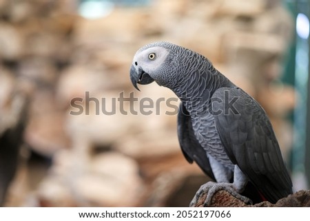 Timneh African Gray Parrot standing on a rock