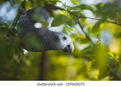 Loro gris titánico africano