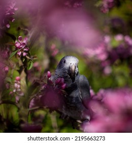 Loro gris titánico africano