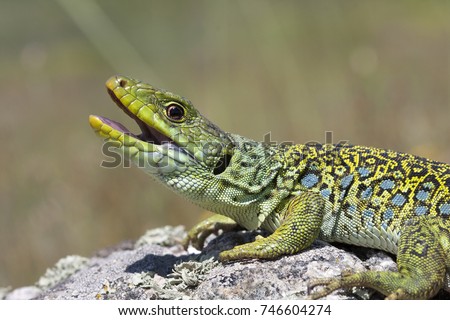 Timon lepidus