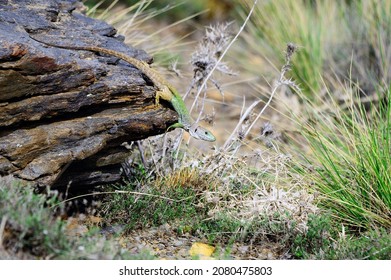Timon lepidus - The ocellated lizard is the largest of the lizards that exist in Europe and a great predator of the Mediterranean forest - Shutterstock ID 2080475803