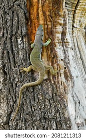 Timon lepidus - The ocellated lizard is the largest of the lizards that exist in Europe and a great predator of the Mediterranean forest - Shutterstock ID 2081211313