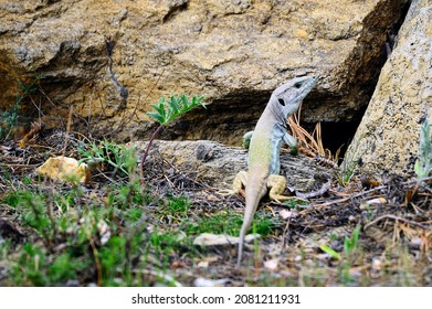 Timon lepidus - The ocellated lizard is the largest of the lizards that exist in Europe and a great predator of the Mediterranean forest - Shutterstock ID 2081211931