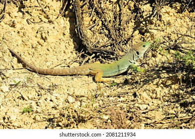 Timon lepidus - The ocellated lizard is the largest of the lizards that exist in Europe and a great predator of the Mediterranean forest - Shutterstock ID 2081211934