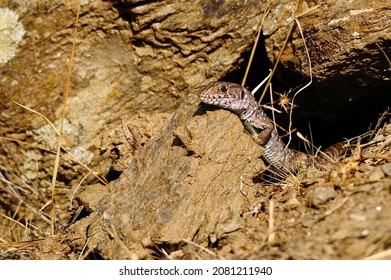 Timon lepidus - The ocellated lizard is the largest of the lizards that exist in Europe and a great predator of the Mediterranean forest - Shutterstock ID 2081211940