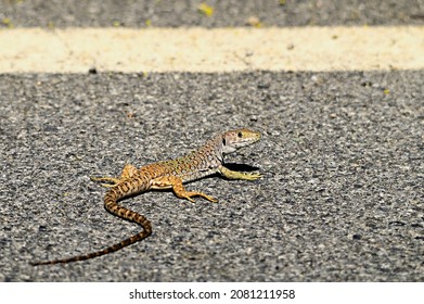 Timon lepidus - The ocellated lizard is the largest of the lizards that exist in Europe and a great predator of the Mediterranean forest - Shutterstock ID 2081211958