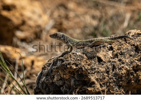 Timon lepidus - The ocellated lizard is the largest of the lizards