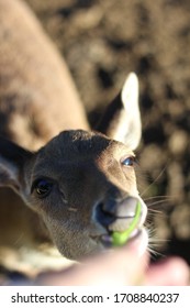 Timor Deer Close Up (Cervus Timorensis)