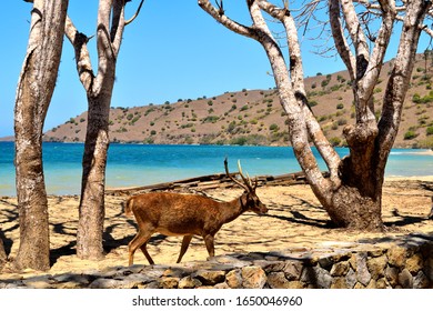 A Timor Deer In Komodo National Park, Indonesia