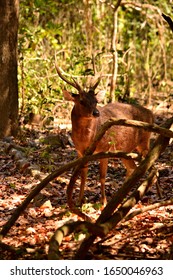 A Timor Deer In Komodo National Park, Indonesia