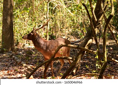 A Timor Deer In Komodo National Park, Indonesia