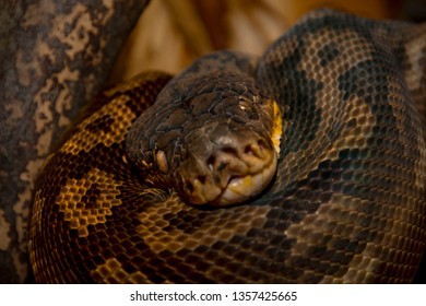 Timor Python Animal