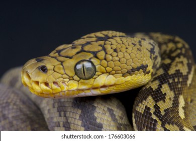 Timor Python / Python Timoriensis