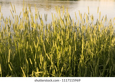 Timothy Grass Beside A Lake In The Summer Evening