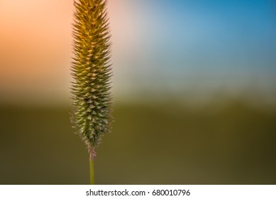 Timothy Grass Flowerhead at Sunrise