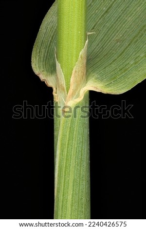Timothy (Phleum pratense). Culm and Leaf Sheath Closeup