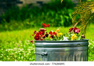 Tin Can Used For Planting.