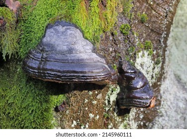 Tinder Fungus On A European Beech Tree