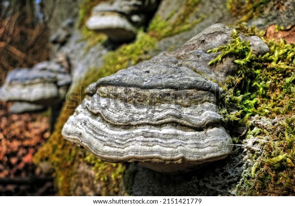 The tinder\
fungus is a type of fungus from the family of the pedunculate\
relatives. It got its name because it was used as a smoldering\
material in connection with\
flint.