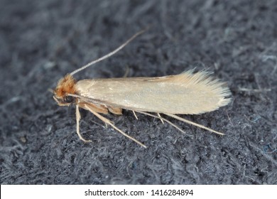 Tineola bisselliella known as the common clothes moth, webbing clothes moth, or simply clothing moth. It is a pest of clothing in homes.