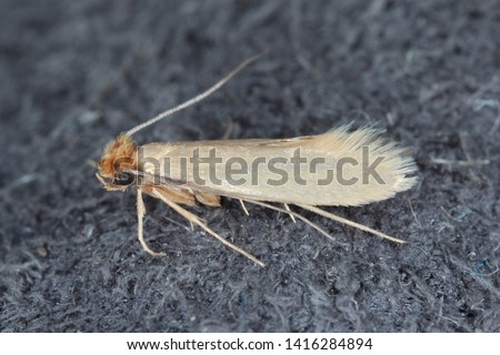 Tineola bisselliella known as the common clothes moth, webbing clothes moth, or simply clothing moth. It is a pest of clothing in homes.